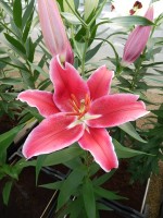 [4272 Cadenza Mak No02.JPG]